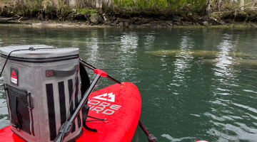 Swim, see, and paddleboard with Florida’s peaceful Manatees