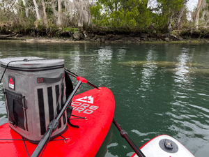 Swim, see, and paddleboard with Florida’s peaceful Manatees